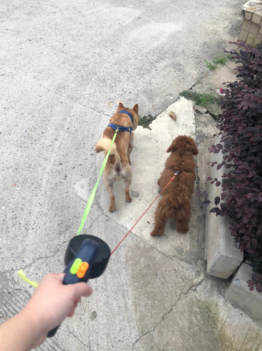 No-tangle double dog lead